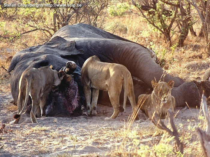 Chobe - Lion at dead body of elephant During the night, we heard from our tents a terrible roaring. The next morning we discovered at 1 kilometer of our campsite the dead body of an elephant being munched by lions. Stefan Cruysberghs